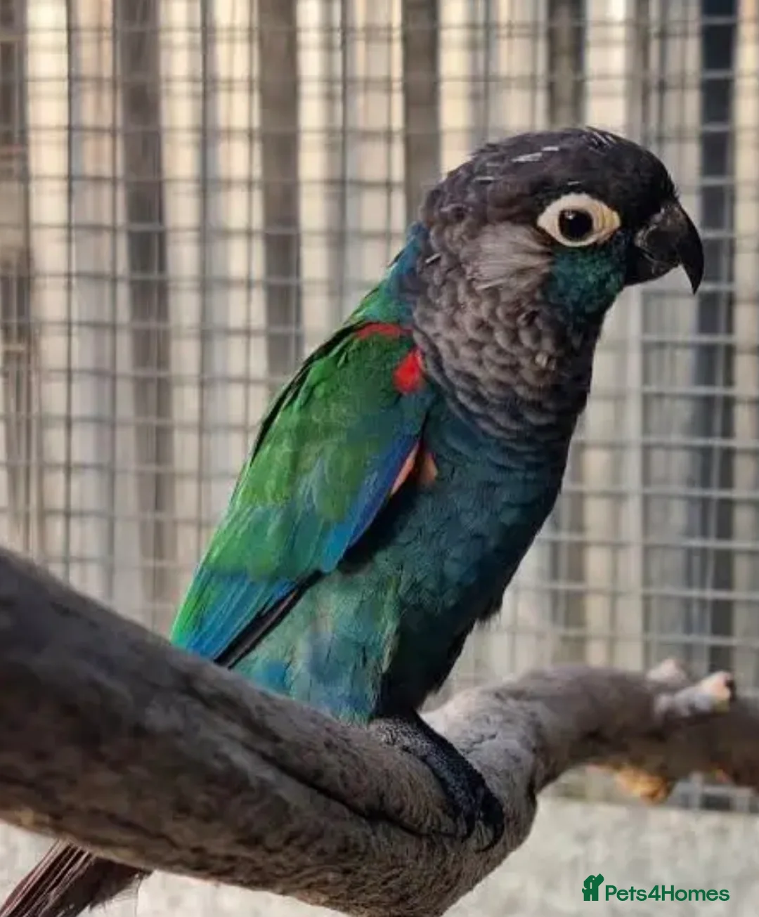 Conures birds for sale: Male pearly Conure - Advert 2