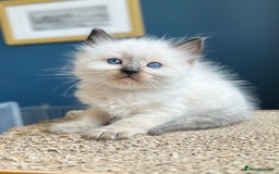 Ragdoll cats for sale: Stunning Rainbow of Ragdoll Kittens - Image 32