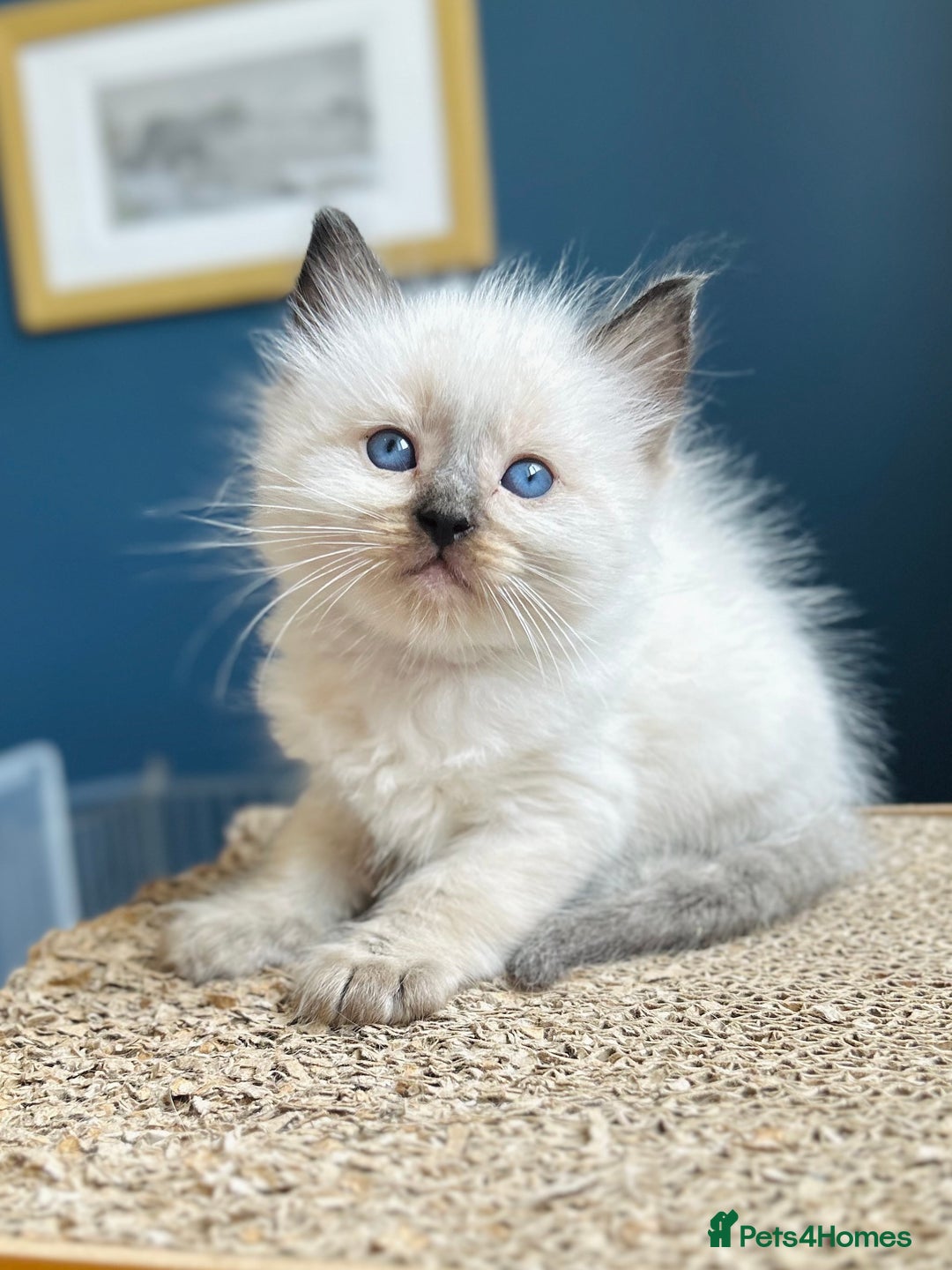 Ragdoll cats for sale: Stunning Rainbow of Ragdoll Kittens - Image 32