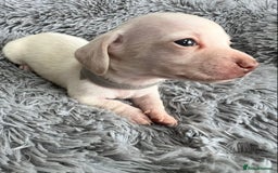 Miniature Dachshund dogs for sale: Quality Miniature Dachshund - Smooth Creams - Image 19