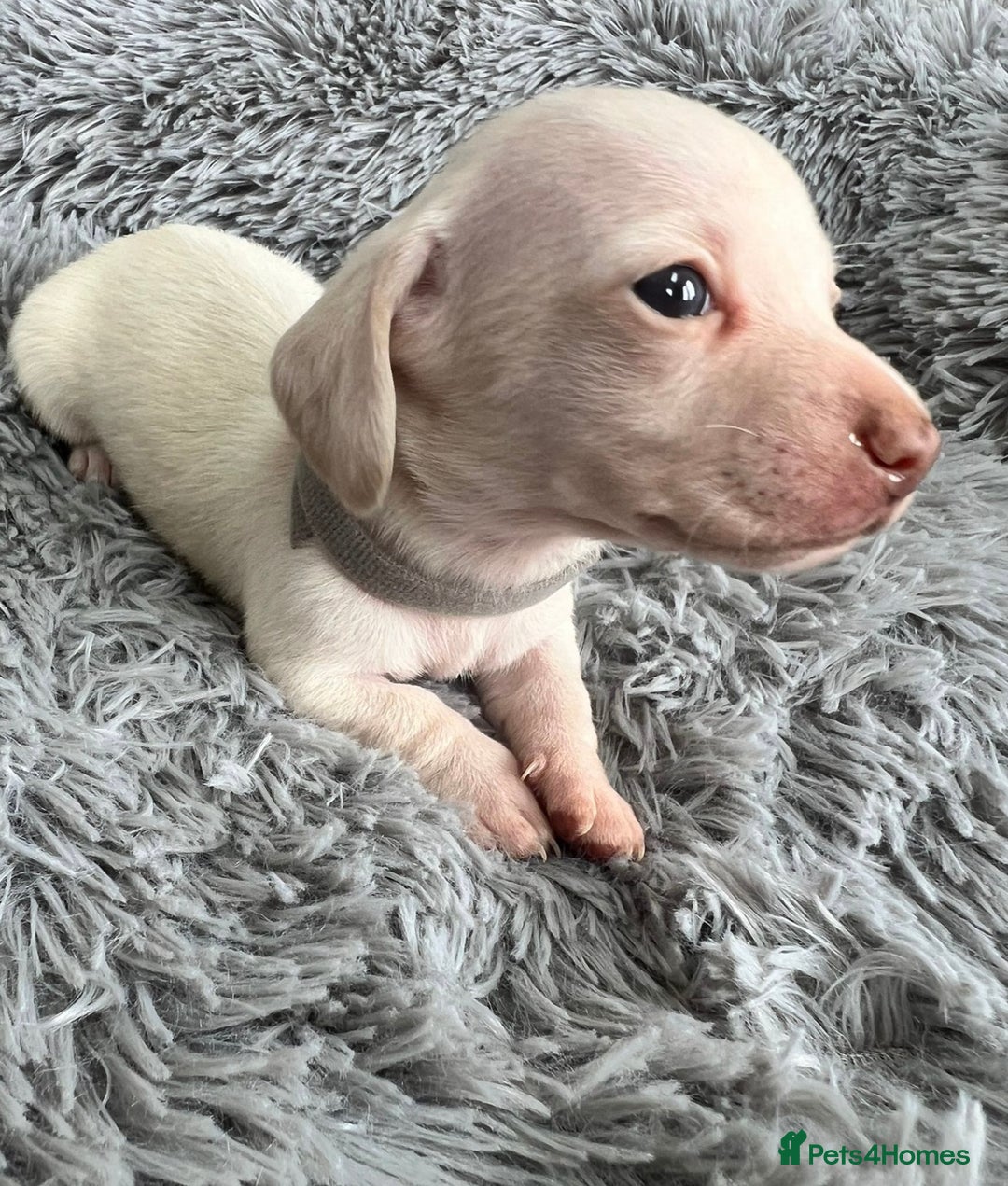 Miniature Dachshund dogs for sale: Quality Miniature Dachshund - Smooth Creams - Image 19