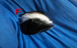 Guinea Pig rodents for sale: Baby guinea pigs 4 - Image 3