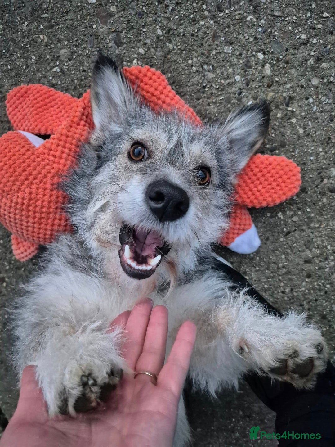 Mixed Breed dogs for adoption: 💙🐶SCRUFFY- A LITTLE LAD WITH A BIG HEART 💙🐶 - Advert 11