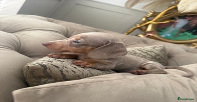 Miniature Dachshund dogs Beautiful smoothed haired miniature Dachshunds - Advert 4