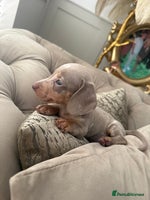 Miniature Dachshund dogs Beautiful smoothed haired miniature Dachshunds - Advert 3