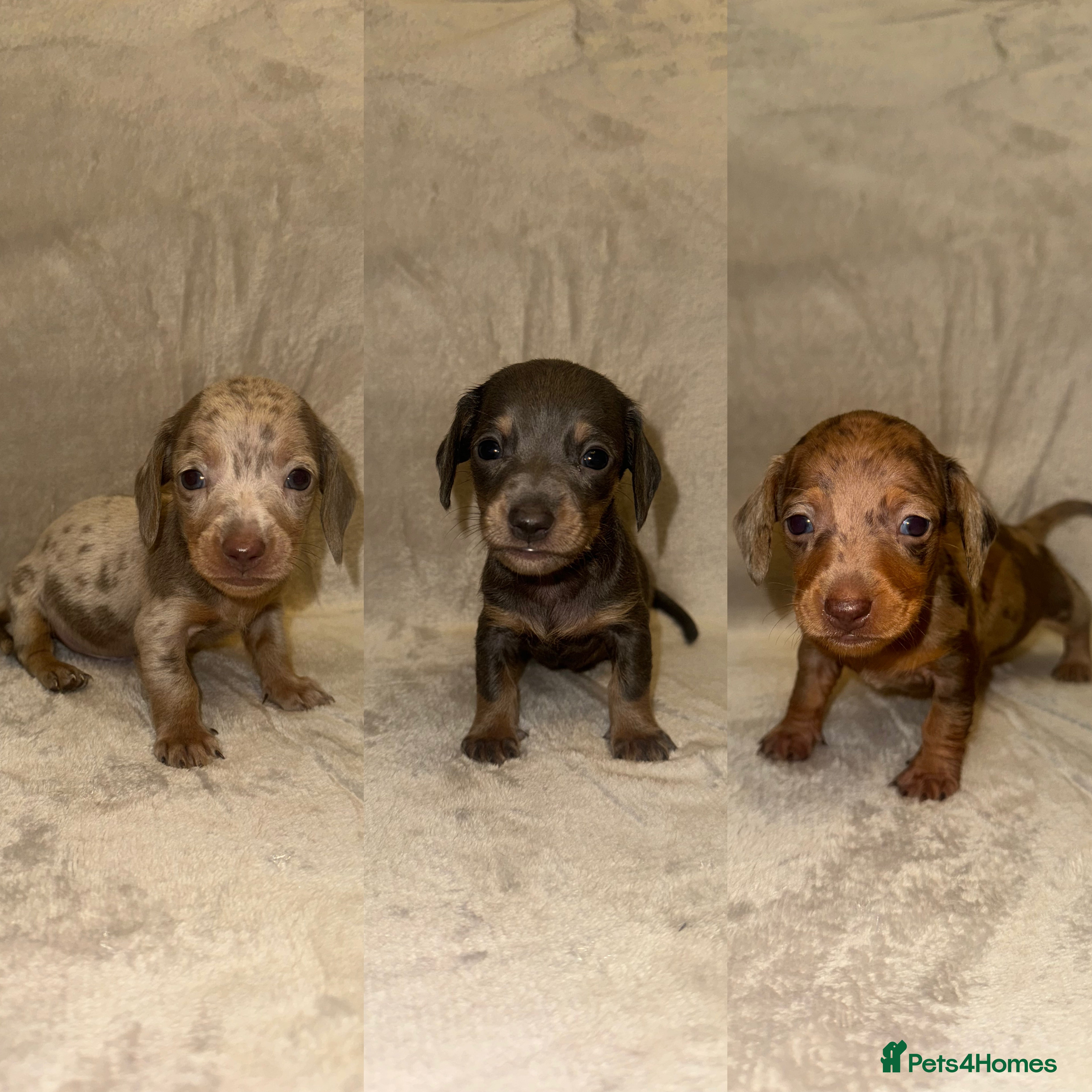 Miniature Dachshund dogs Miniature Dachshunds Available - Advert 11
