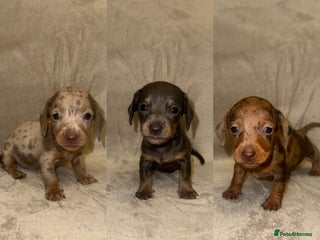 Miniature Dachshund dogs Miniature Dachshunds Available - Advert 6