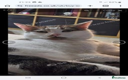 Mixed Breed cats for sale: Dobby - Image 3