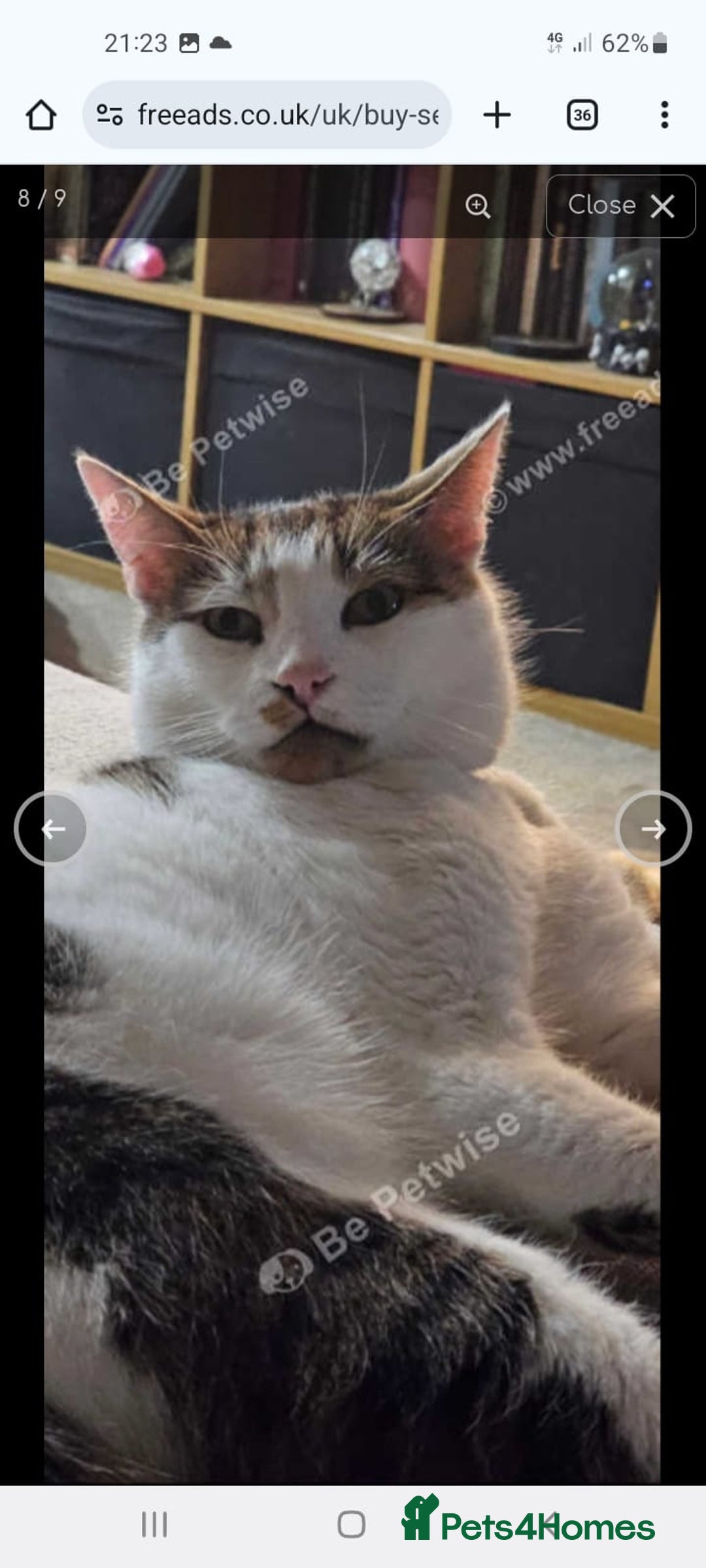 Mixed Breed cats for sale: Dobby - Image 3