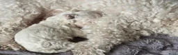 Bichon Frise dogs for sale: Small litter Male Bichon Frise puppy! in Stoke-on-Trent - Advert 4