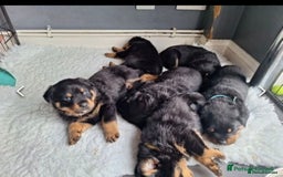 Rottweiler dogs for stud: Proven kc reg Health tested hip and elbow scored in Windsor - Image 15
