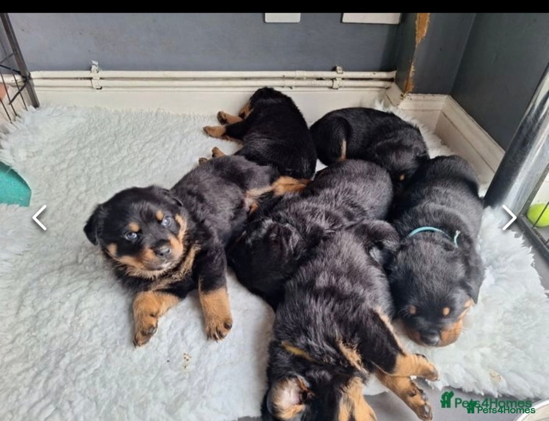 Rottweiler dogs for stud: Proven kc reg Health tested hip and elbow scored in Windsor - Image 15