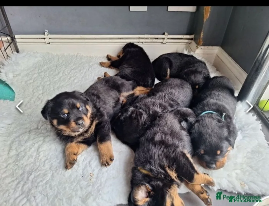 Rottweiler dogs for stud: Proven kc reg Health tested hip and elbow scored in Windsor - Advert 15