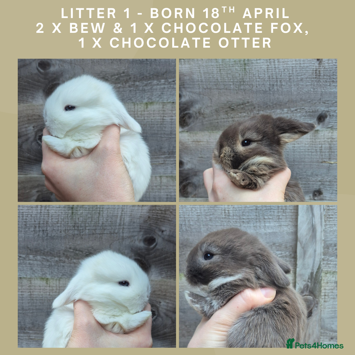 Mini Lop rabbits Gorgeous Mini Lop Baby Bunnies  - Advert 6
