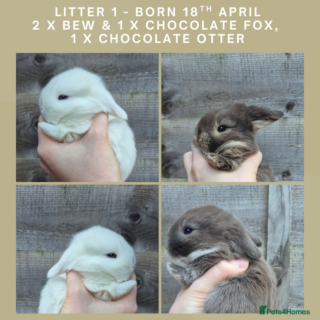 Mini Lop rabbits for sale: Gorgeous Mini Lop Baby Bunnies  in Dunstable - Advert 1