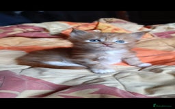 Maine Coon cats for sale: Maine Coon kitten Fire Red Marble Tabby and White - Image 20