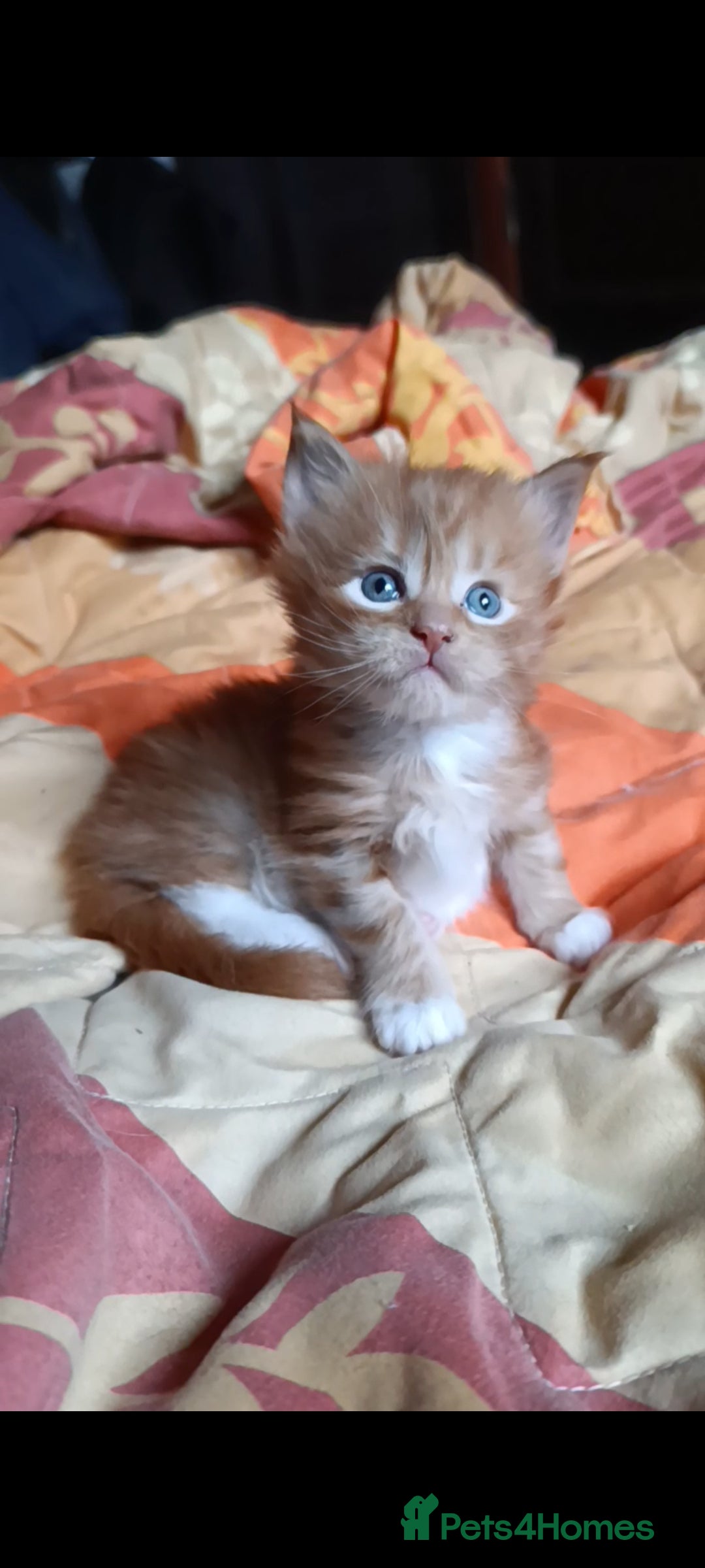 Maine Coon cats for sale: Maine Coon kitten Fire Red Marble Tabby and White - Image 20