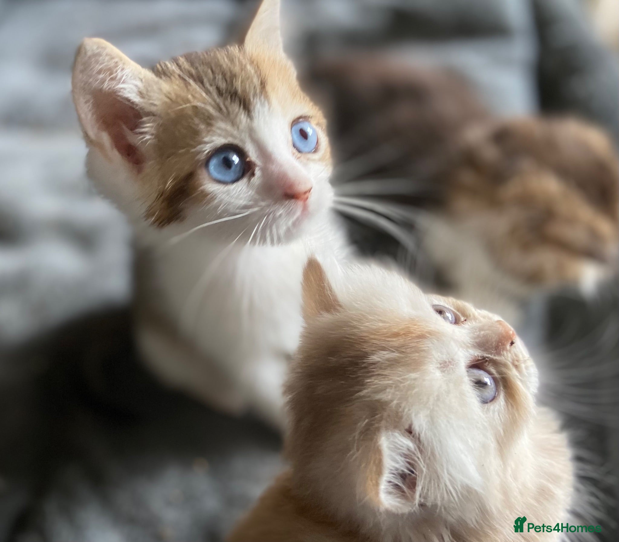 Munchkin cats Full Pedigree Munchkin Kittens - Advert 2