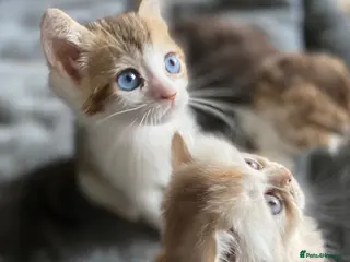 Munchkin cats Full Pedigree Munchkin Kittens - Advert 2