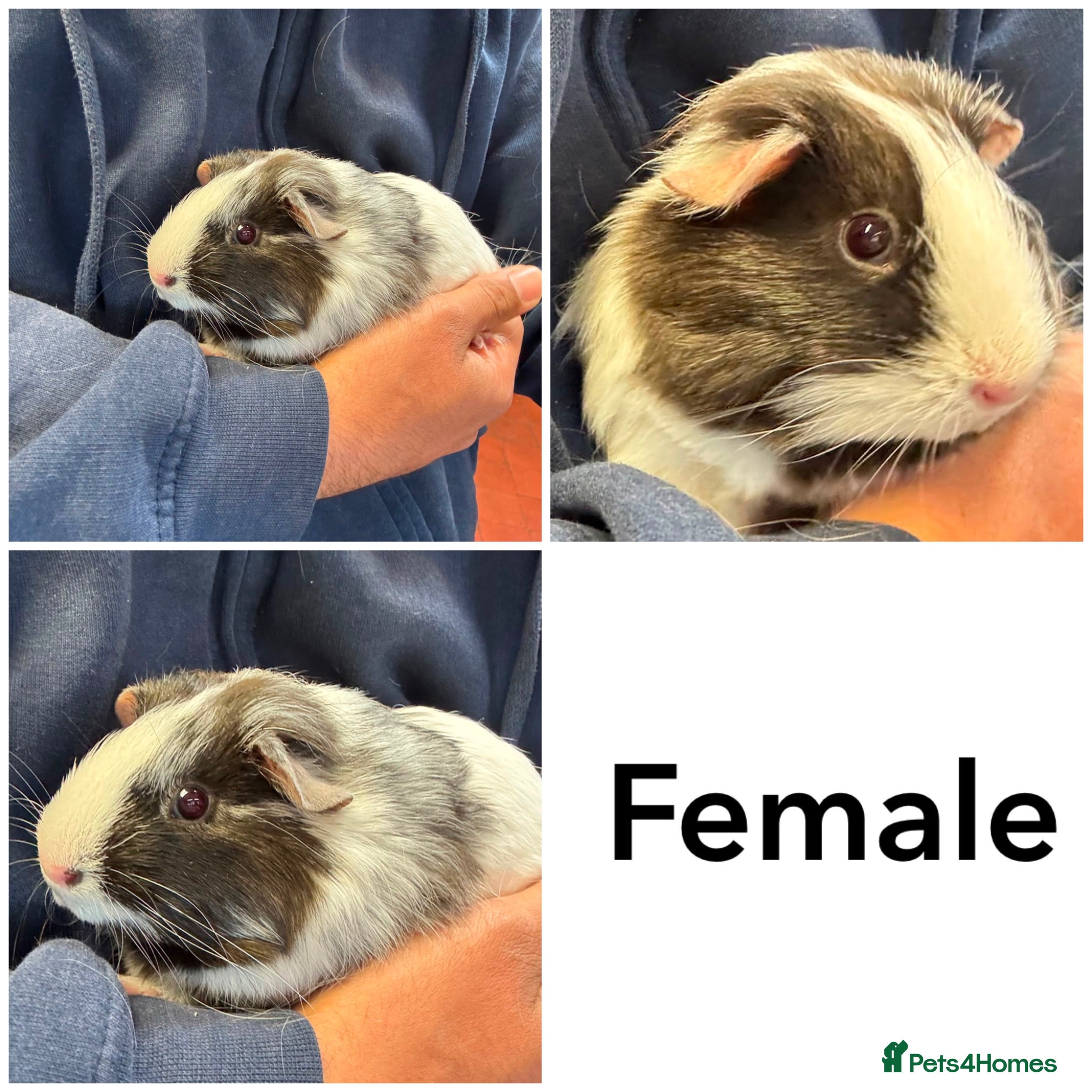 Guinea Pig rodents Friendly handled baby guinea pigs - Advert 4