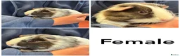 Guinea Pig rodents for sale: Friendly handled baby guinea pigs - Advert 1