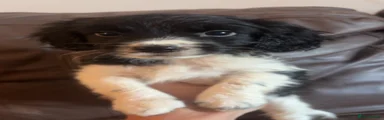 Mixed Breed 1