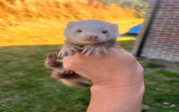 Ferret rodents for sale: Ferret Kits - Image 6