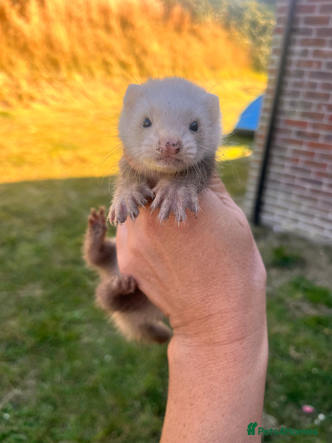 Ferret rodents for sale: Ferret Kits - Image 6