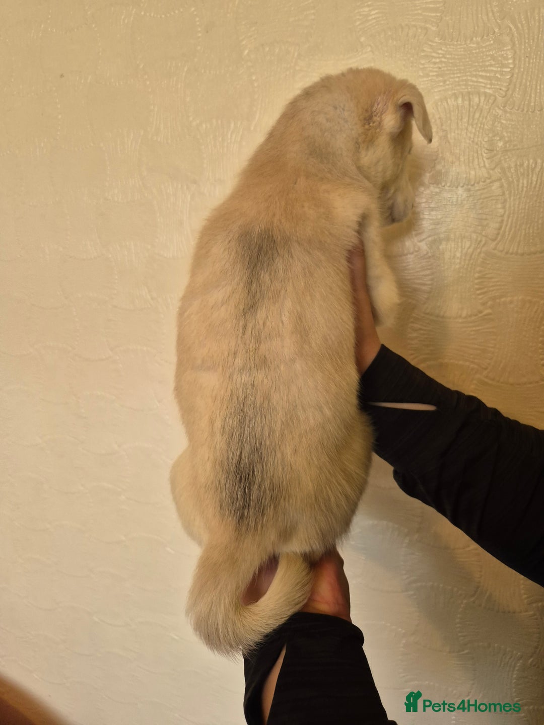 Siberian Husky dogs for sale: Beautiful Husky Looking for Their Forever Homes - Advert 25