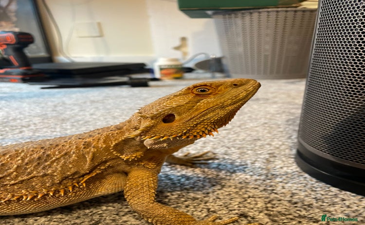 Bearded Dragon reptiles - Advert 1
