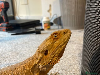 Bearded Dragon reptiles - Advert 14