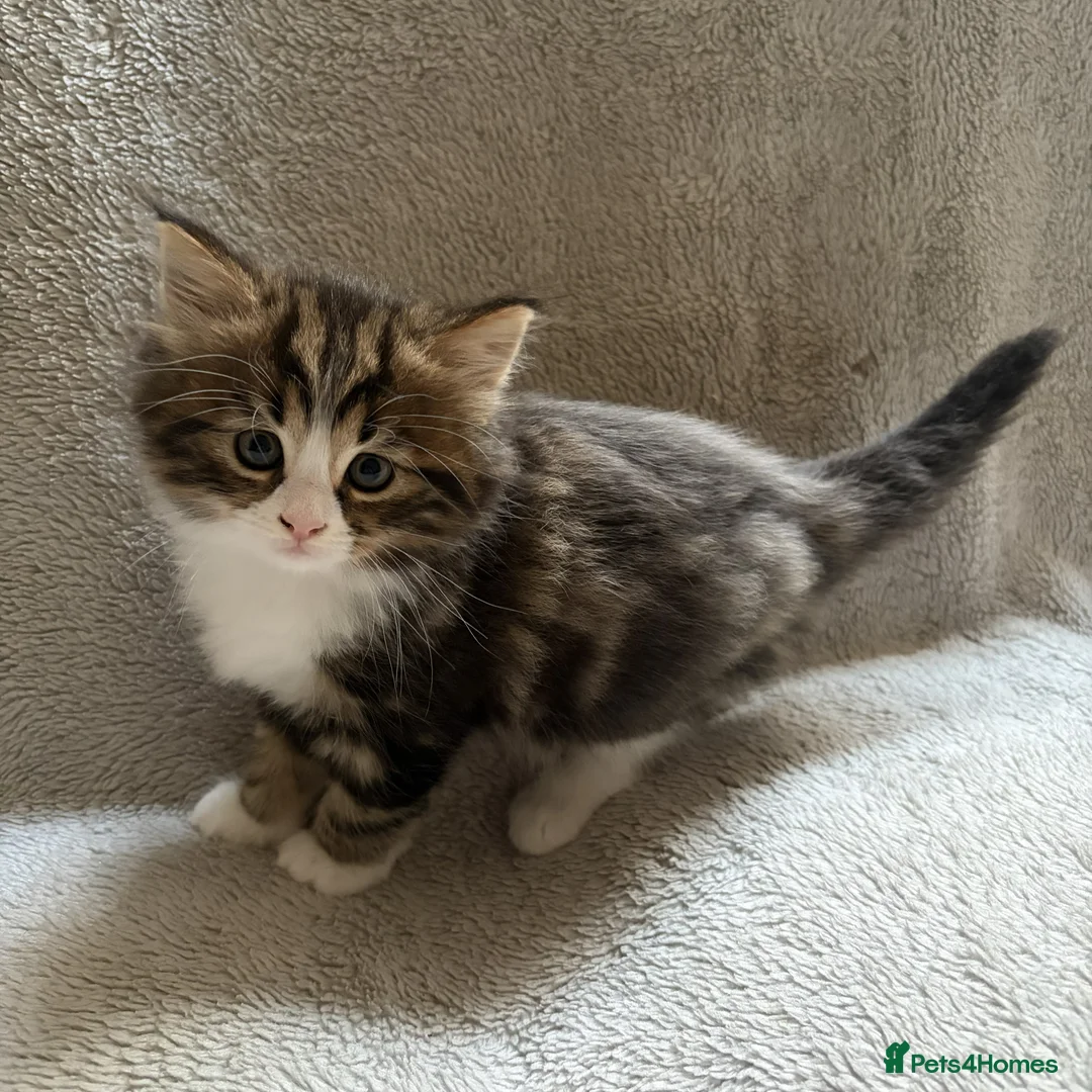 Mixed Breed cats for sale: Adorable Kittens Looking for Their Forever Home - Advert 18
