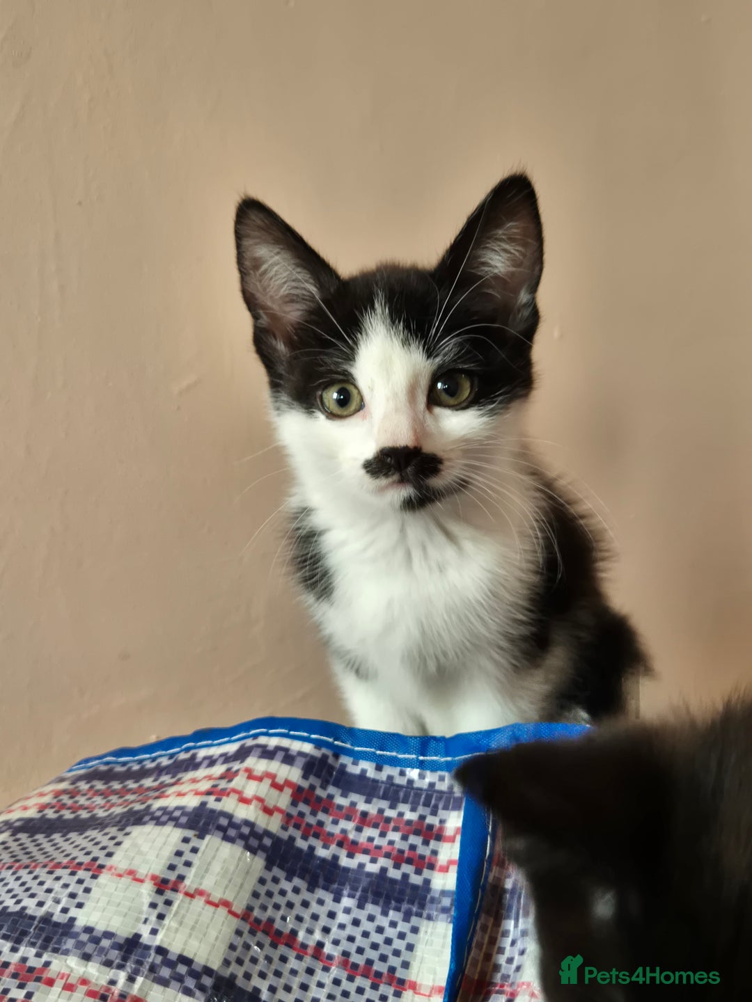 Mixed Breed cats for sale: Black and white kittens - Image 2