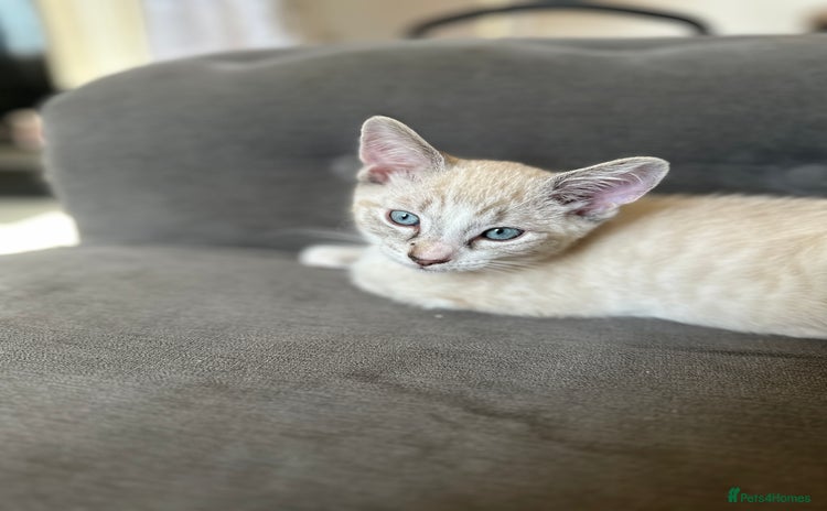 Siamese cats - Advert 1
