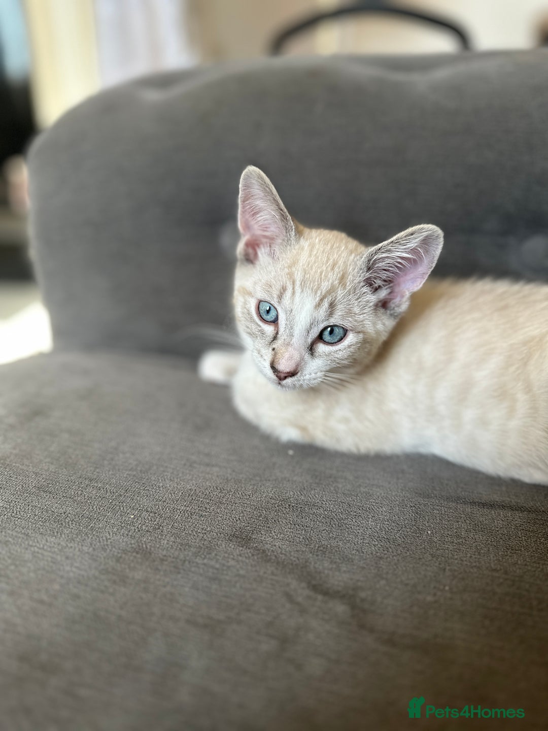 Siamese cats for sale: Beautiful blue eyed baby  - Image 1