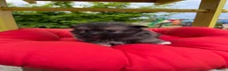 Pomeranian dogs for sale:  April fools Pomeranian puppies - Advert 4