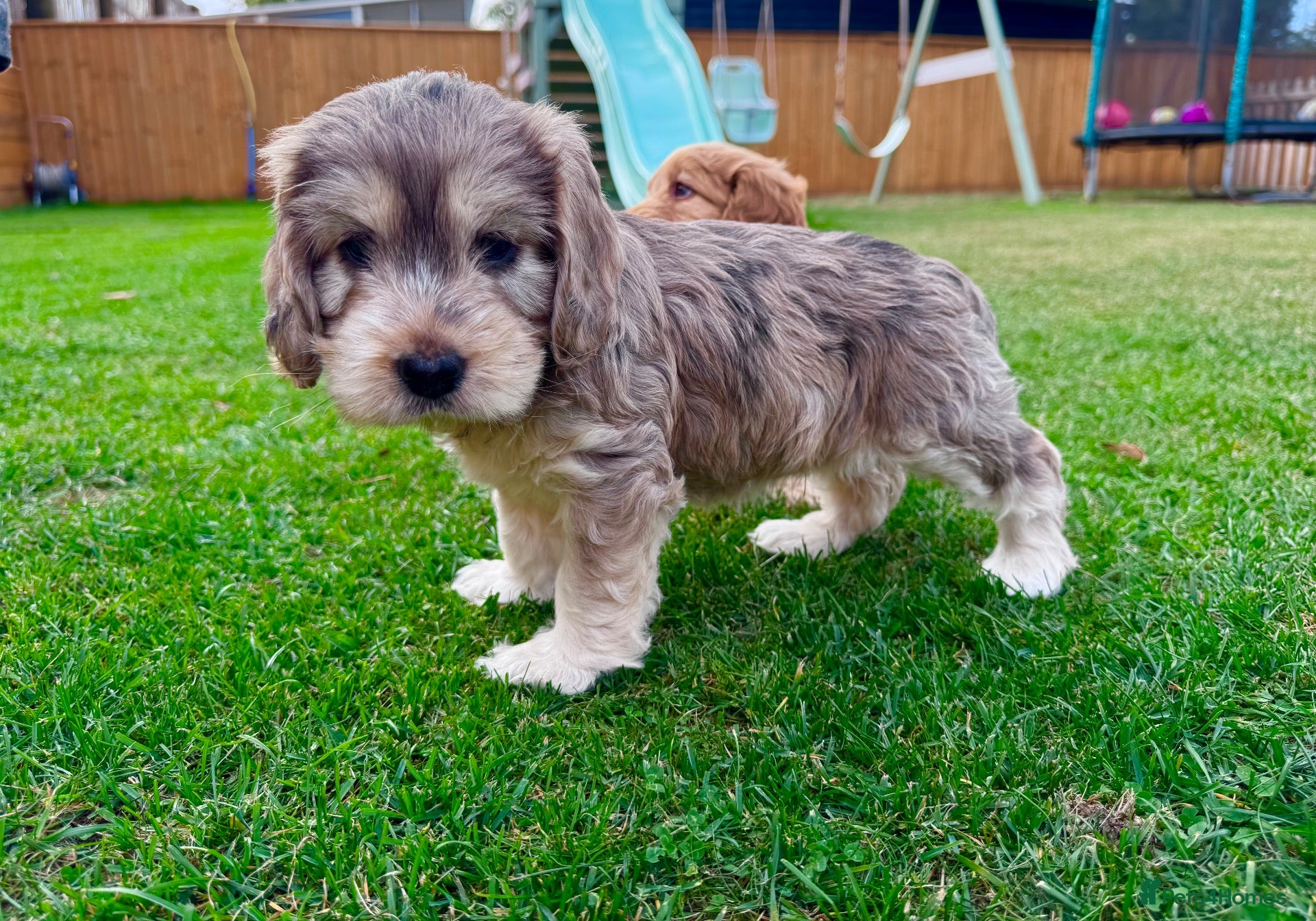 Mixed Breed dogs Beautiful Schnoodle Babies 🐾🐾🐾 - Advert 2