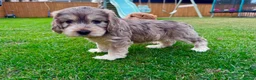 Mixed Breed dogs for sale: Beautiful Schnoodle Babies 🐾🐾🐾 - Advert 2