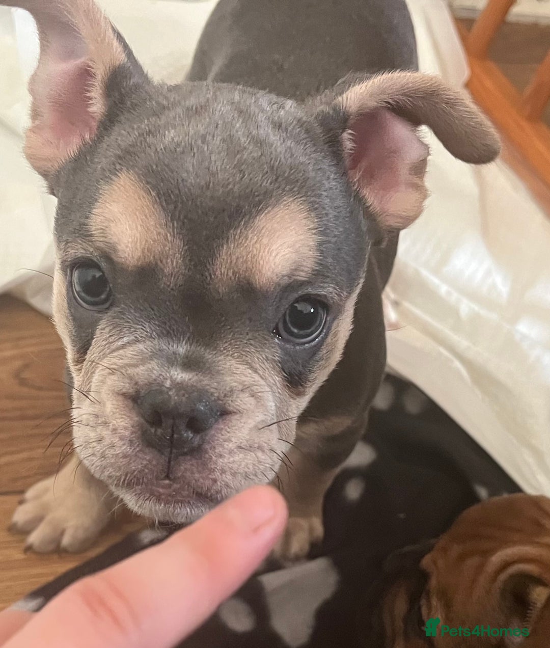 Mixed Breed dogs for sale: Beautiful female puppy ready today  - Image 36