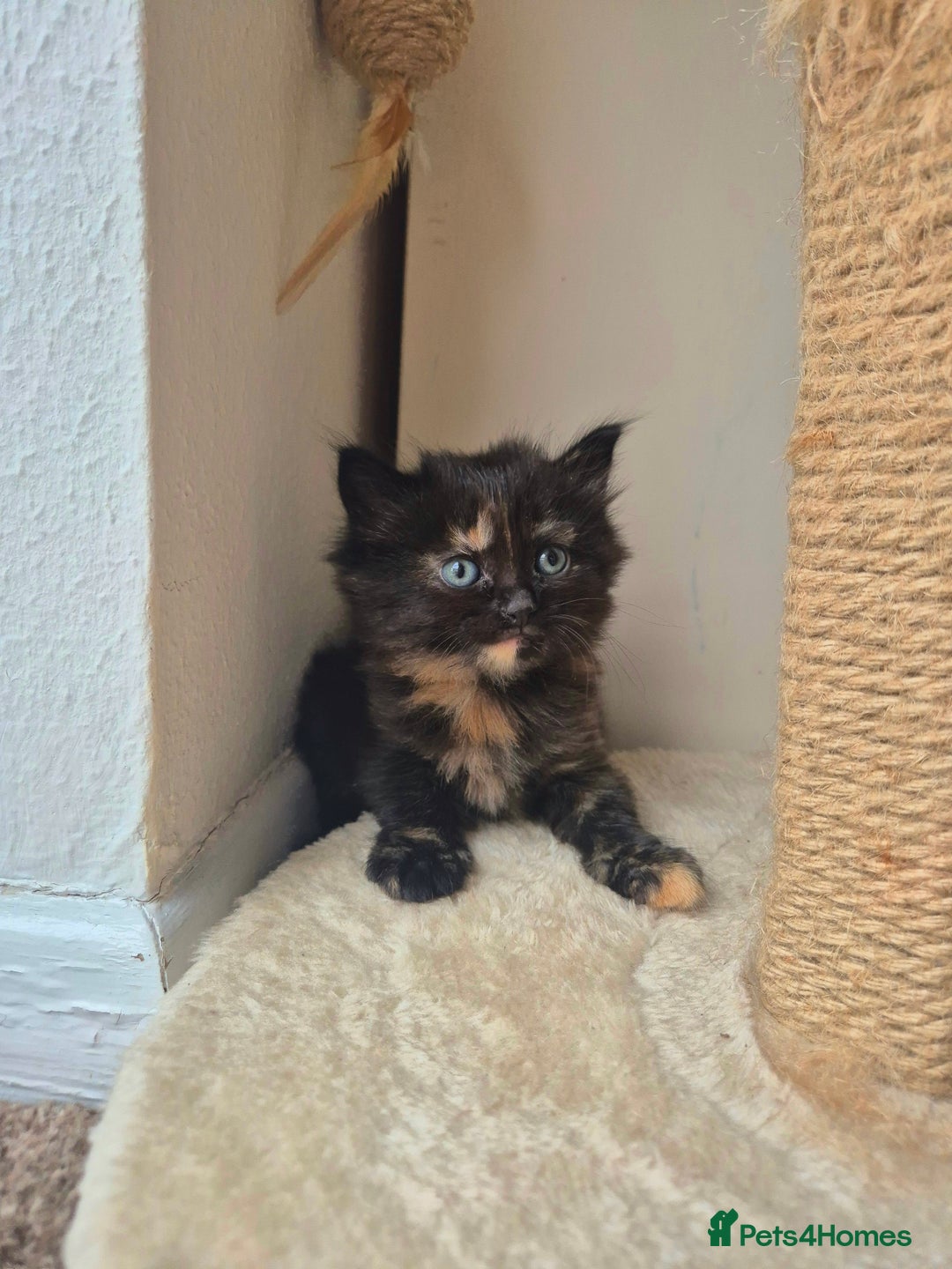 Mixed Breed cats for sale: Super friendly, fluffy kittens! 😻 - Image 37