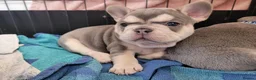 French Bulldog dogs for sale: FRENCH BULLDOG PUPPIES (KC REGISTERED) - Advert 4