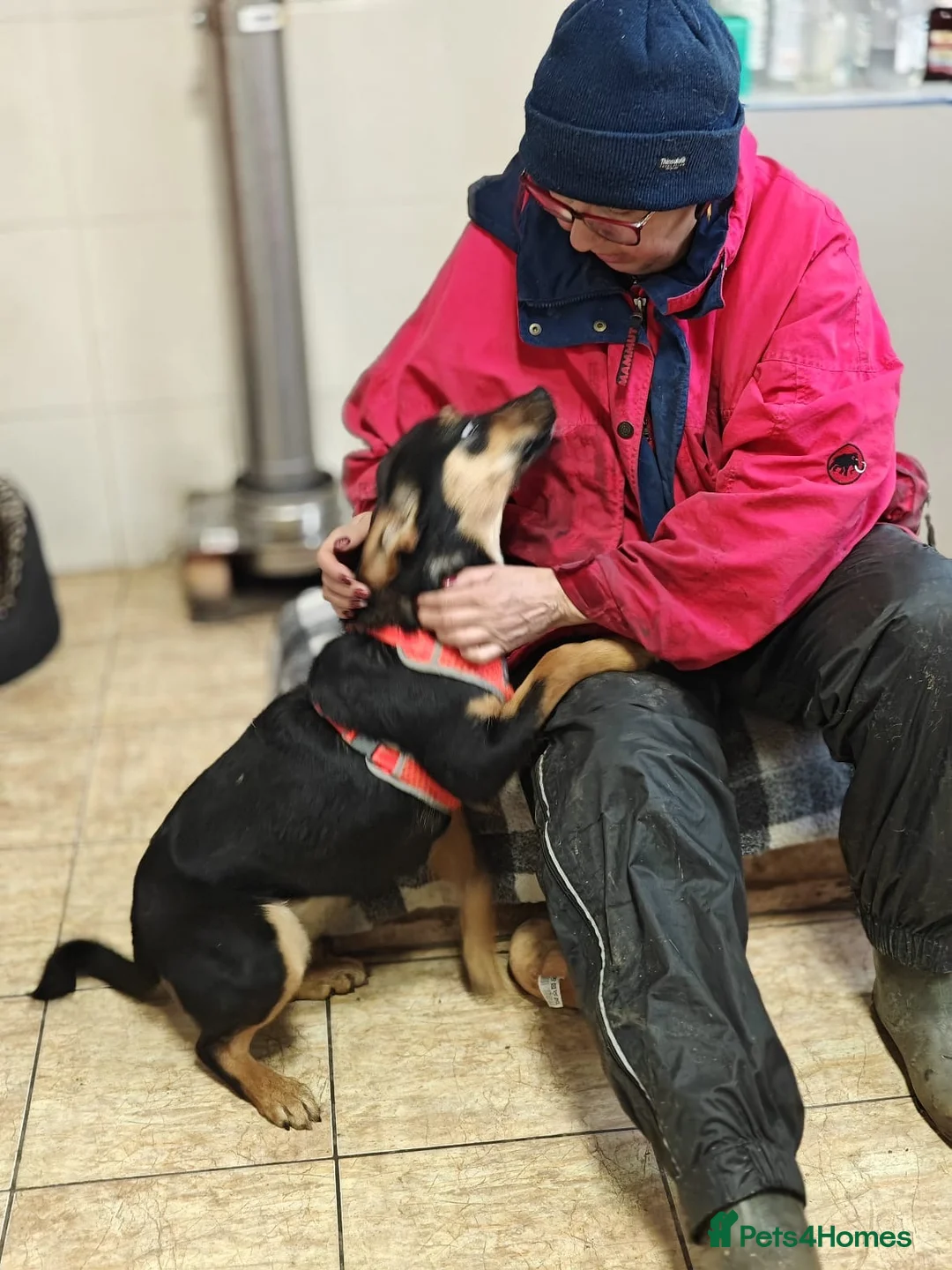Mixed Breed dogs for adoption: ❤️🐶 PENNY – FRIEND TO EVERYONE - Advert 2