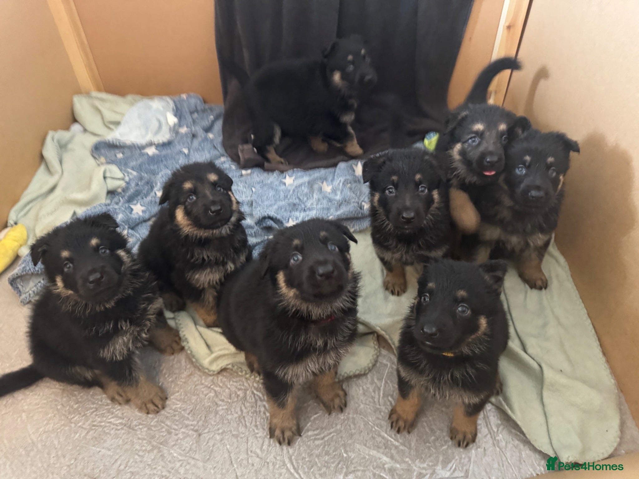 German Shepherd dogs Stunning Family Raised German Shepherd Puppies - Advert 8