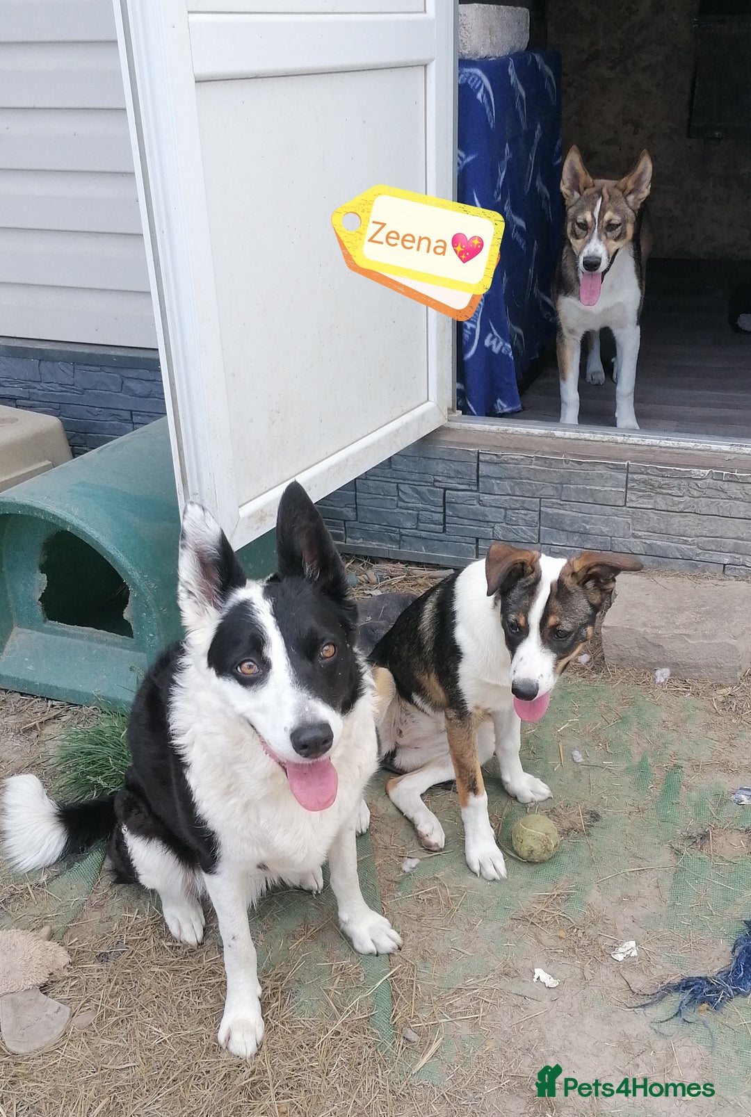 Mixed Breed dogs for adoption: 💖🐶 ZEENA 🐶💖 - Image 6