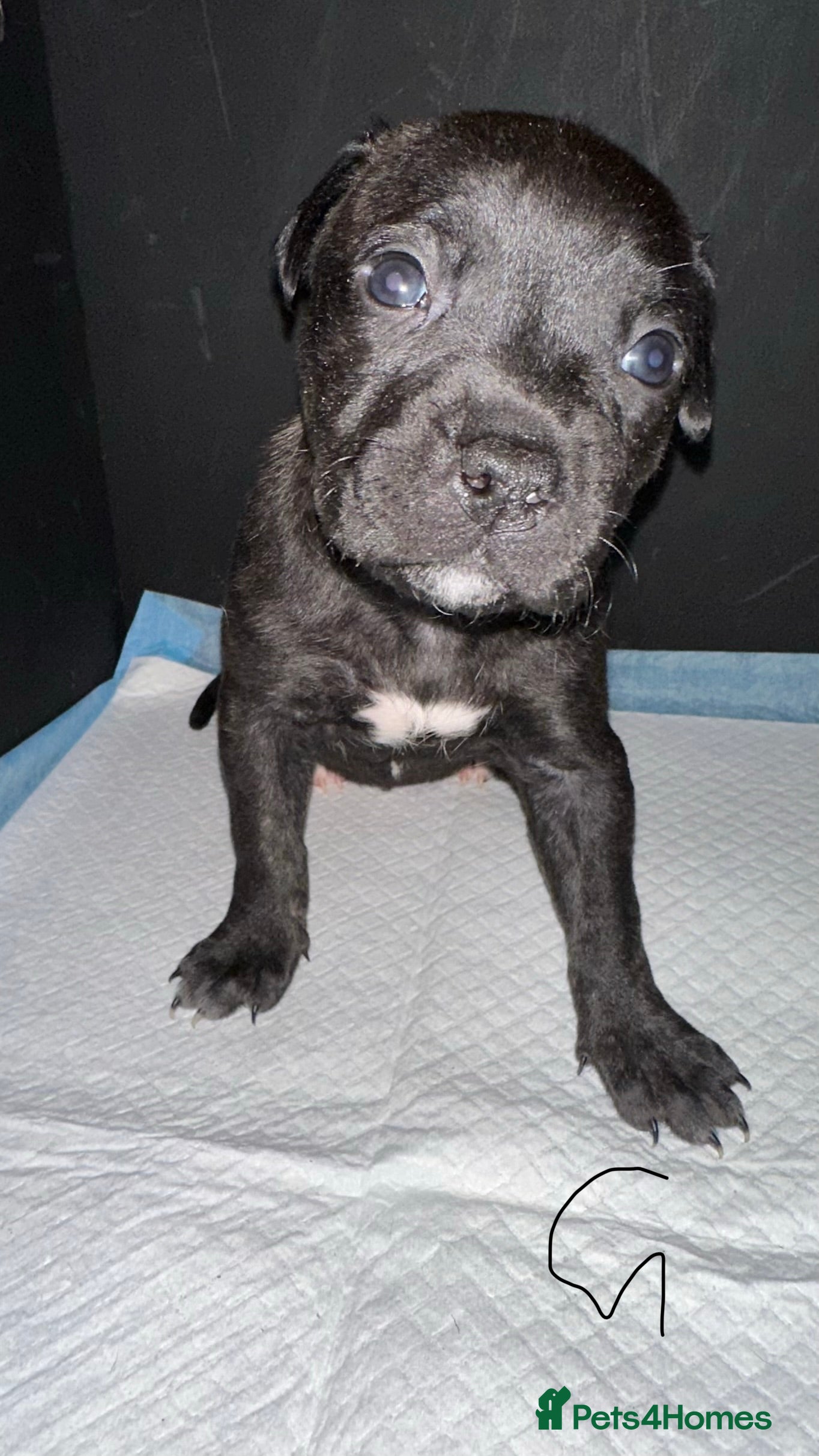 Mixed Breed dogs Staff x lurcher puppies  - Advert 1