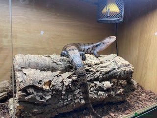 Skink reptiles Blue tongue skink - Advert 2
