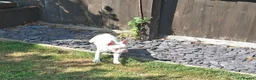 Boston Terrier dogs for sale: 1 Available Reduced Rare Boston Terriers Boys.  - Advert 7