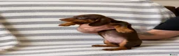 Dachshund dogs for sale: Dachsund puppies in Hull - Advert 3