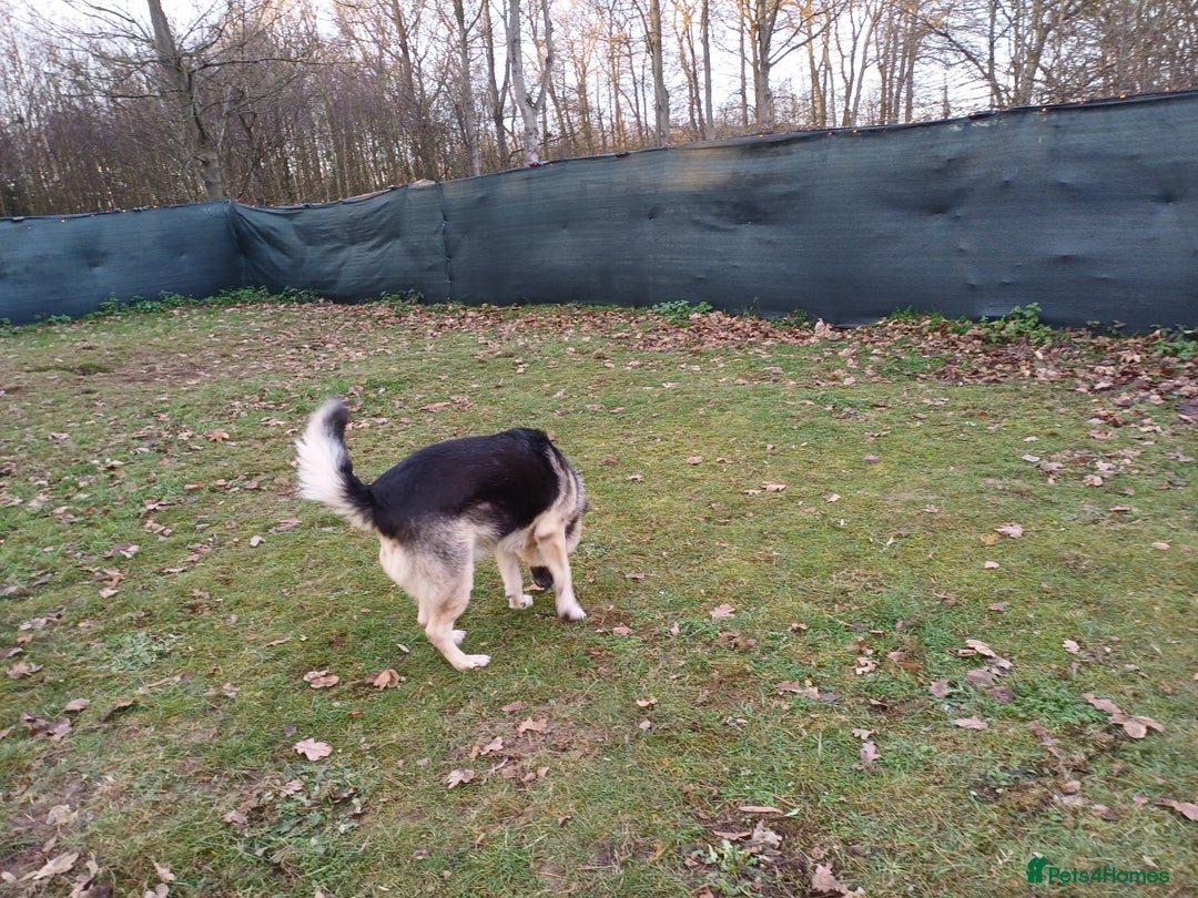 Mixed Breed dogs for adoption: 🐶Really… does nobody want to give me a chance? 💔 - Advert 5