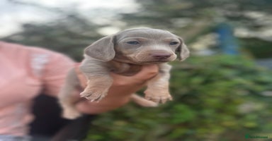 Dachshund dogs - Advert 8